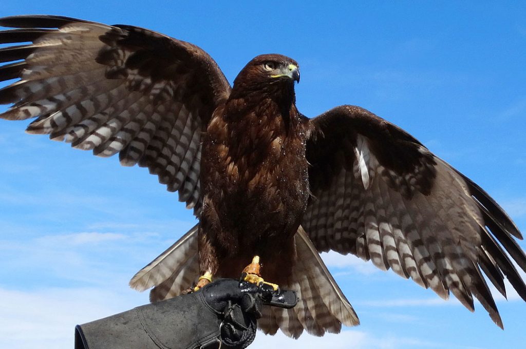 Symbolic Hawk Meaning and Hawk Totem on Whats-Your-Sign