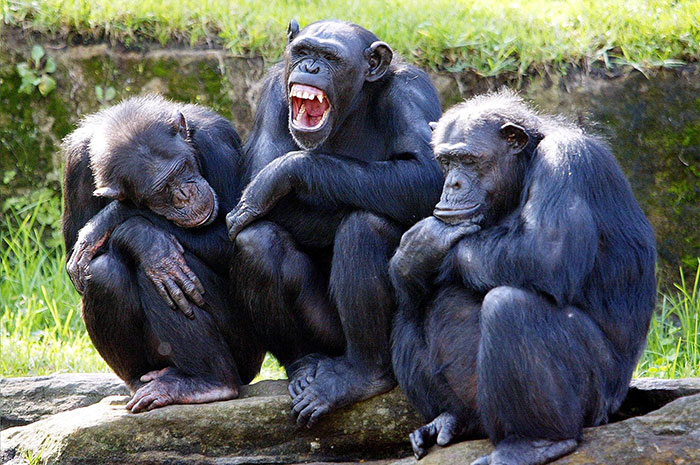 chimpanzee face on totem pole
