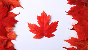 The iconic maple tree: A symbol of strength, endurance and protection, KSNF/KODE