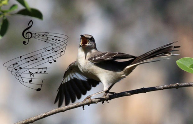 Mockingbird Song -  Australia