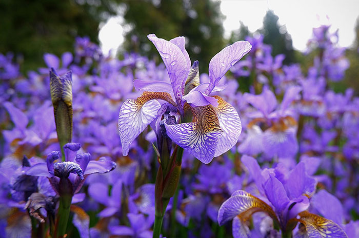 Inspired by the beautiful flower Iris ~ meaning hope and faith