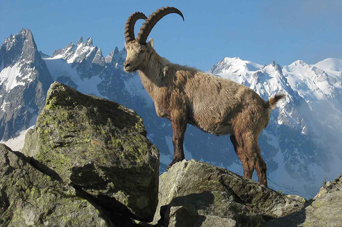 10 Ibex Symbolism, Myths & Meaning: A Totem, Spirit & Power Animal