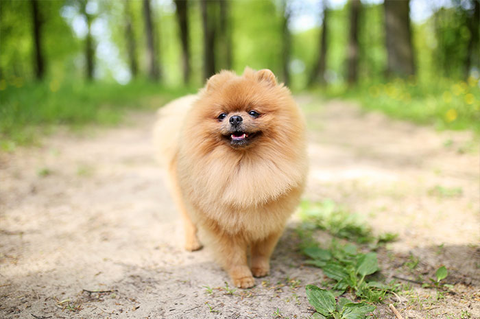 10 Pomeranian Symbolism, Dreams, Omens & Legends: A Spirit Guide Animal