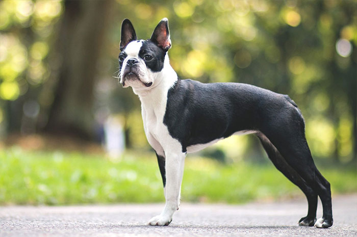 10 Boston Terrier Symbolism, Dreams, Omens & Legends: A Spirit Guide Animal